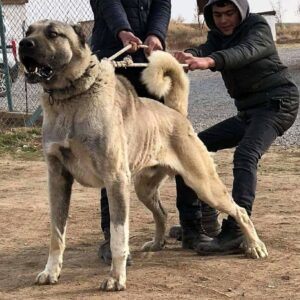 Kangal, the ultimate guard dog. Image source: Twitter