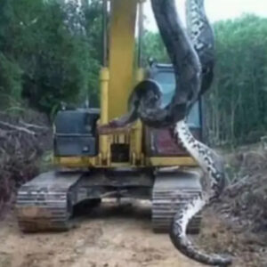 Huge Snake